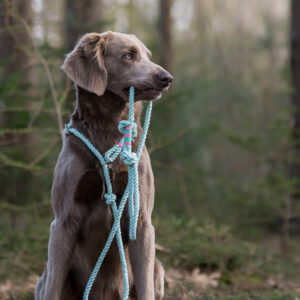Hond met looplijn om