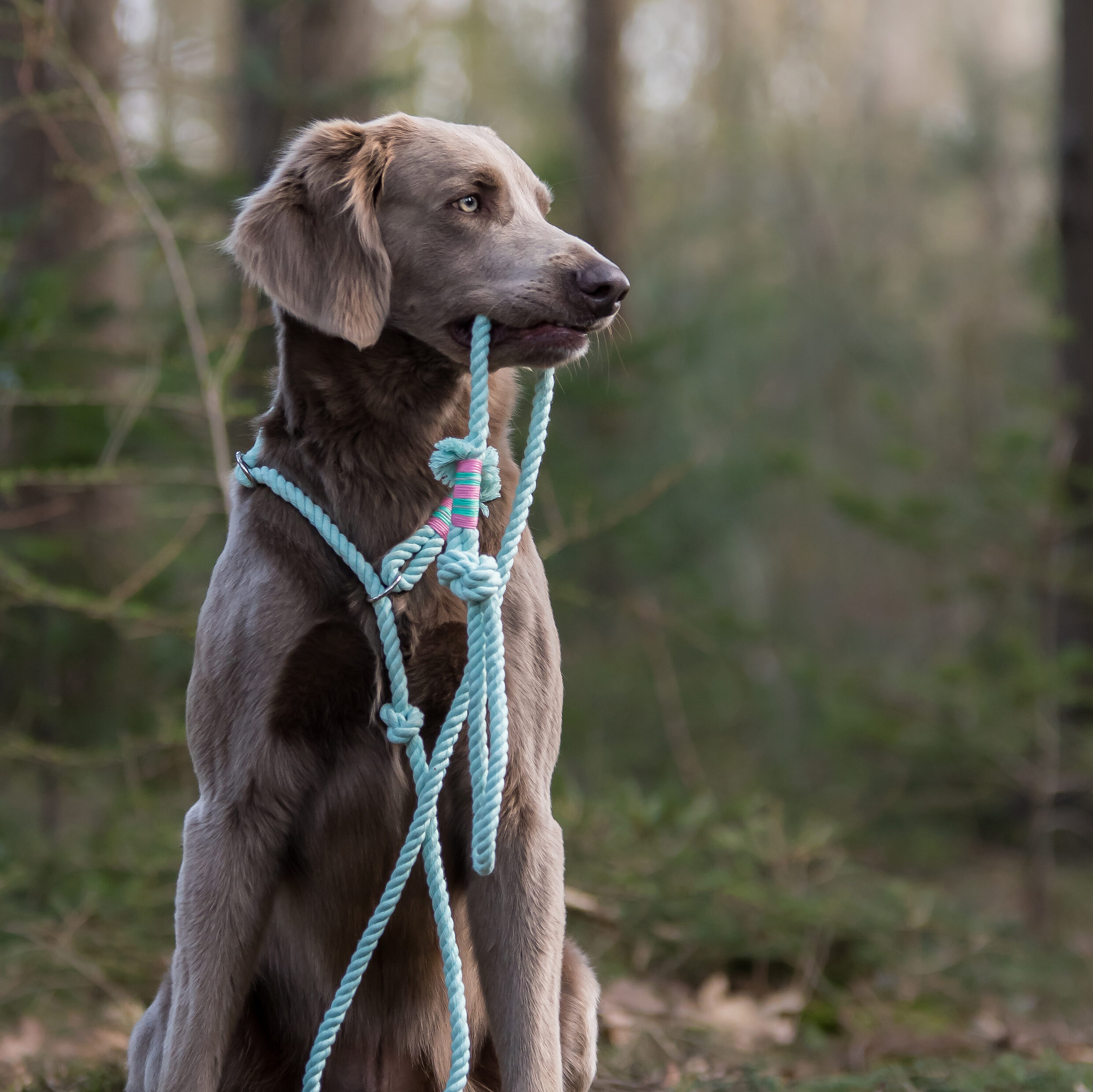 Hond met looplijn om